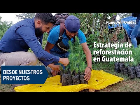 Estrategia de reforestación en Guatemala